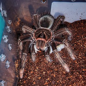 Theraphosa apophysis enjoying silkworm