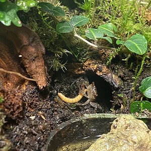 Geosesarma tiomanicum eating a meal worm