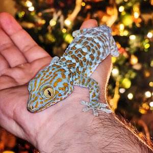 Christmas tree gecko