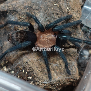 0.1 Theraphosinae sp. "Blue"