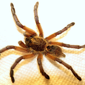 Post-mortem Harpactira pulchripes (♀ 3″) [1/5]