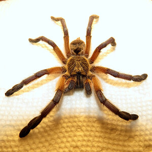 Post-mortem Harpactira pulchripes (♀ 3″) [2/5]