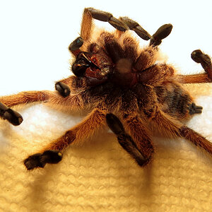 Post-mortem Harpactira pulchripes (♀ 3″) [4/5]