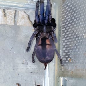 Mystery tarantula