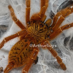 0.1 Pterinochilus murinus