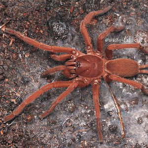 Orphnaecus philippinus.