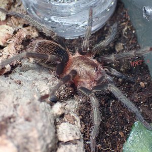 0.1 Thrixopelma pruriens - Olive