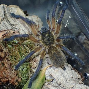 1.0 Harpactira pulchripes 2.75" DLS