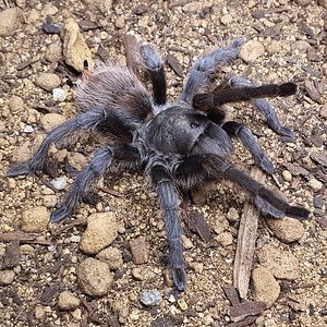 0.1 Aphonopelma marxi