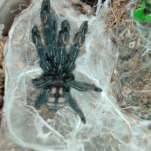 Freshly molted P. irminia