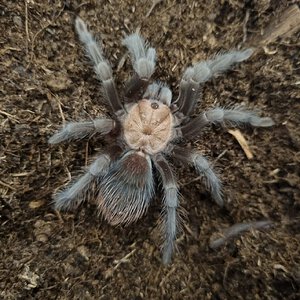 Brachypelma albiceps juvenile female