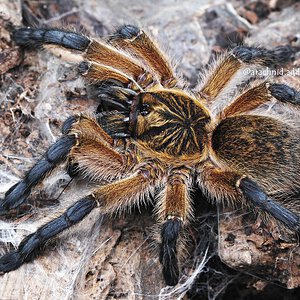 Harpactira pulchripes.