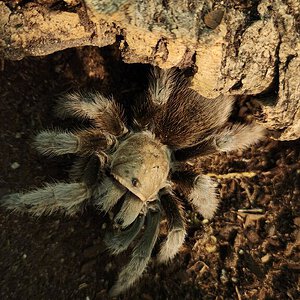 Aphonopelma eutylenum