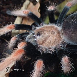 1.0 Brachypelma boehmei