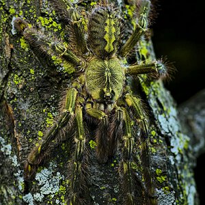 Poecilotheria rufilata