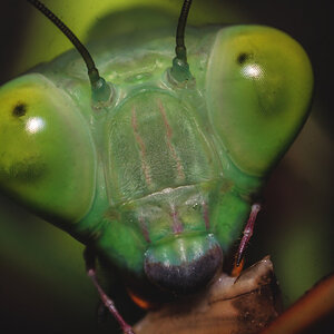 Hierodula majuscula female (still a nymph?!)