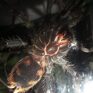 Chromatopelma cyaneopubescens