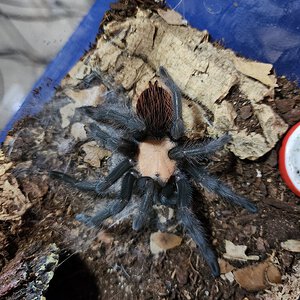 B. albiceps female (less than 24 hours since molt)