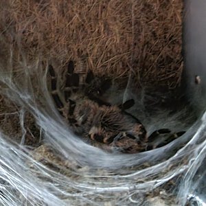 Grammostola pulchripes 0, 1 molting