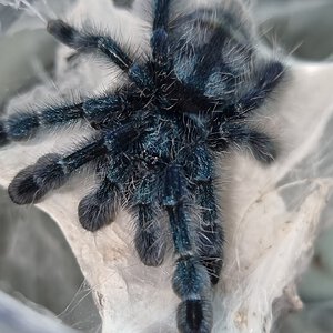 Caribena versicolor