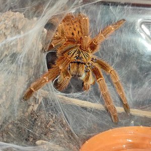 P. murinus