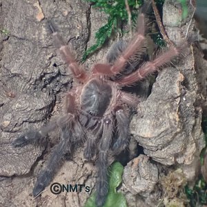 0.0.1 Psalmopoeus sp. Panama - 2" DLS