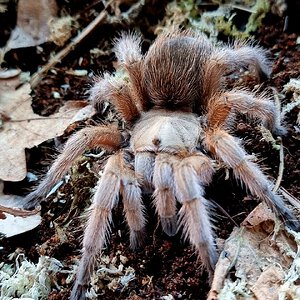 Aphonopelma sp Michoacan