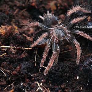 Davus sp. "Tehuantepec".