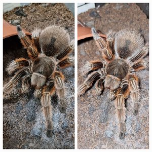 Grammostola rosea (RCF)