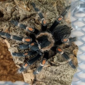 Brachypelma auratum juvenile female