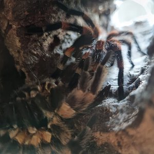 Brachypelma hamorii freshly molted