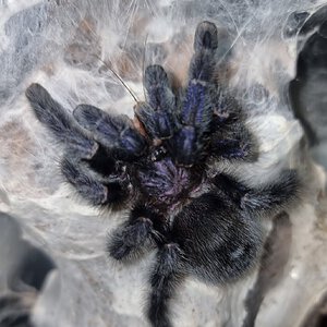 Avicularia purpurea (SAF)