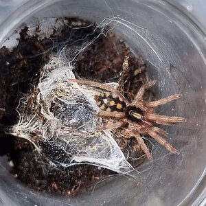 Hapalopus formosus sling