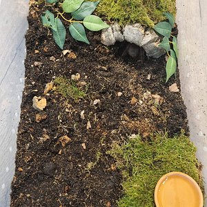 Theraphosa stirmi enclosure for adult specimen