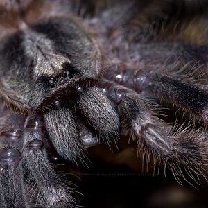 Poecilotheria miranda