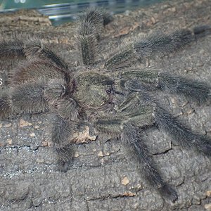 1.0 Psalmopoeus reduncus MM - 5" DLS