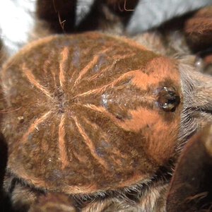 1.0.0 Male Pamphobeteus nigricolor