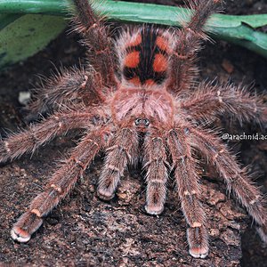 Avicularia minatrix.