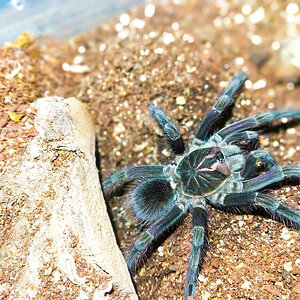 First feed post molt, finally decided to show himself!