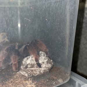 Brachypelma klaasi holding her sac