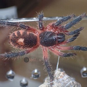 0.1 Davus sp. Panama - 1.75" DLS