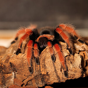 B. boehmi juvenile female