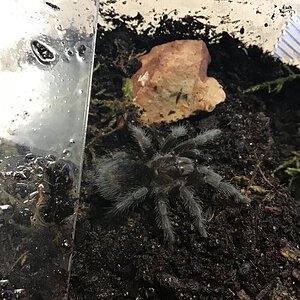 My G.pulchra velvet who molted 2 weeks ago: