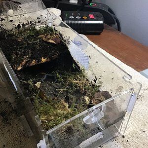 Good 1 inch G.pulchra enclosure?