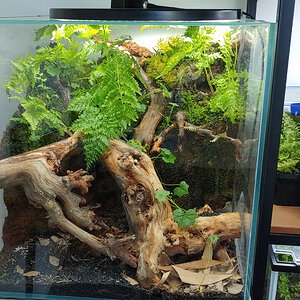 Equitius sp. communal vivarium