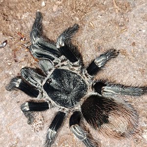 Thrixopelma sp. Cajamarca