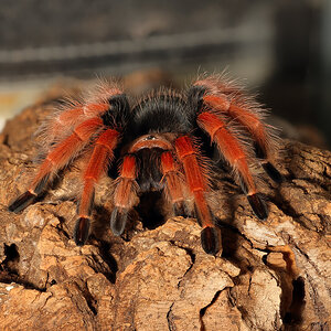 B. boehmi juv.female