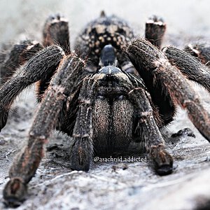 Ceratogyrus marshalli.