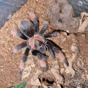 Brachypelma emilia juvenile female