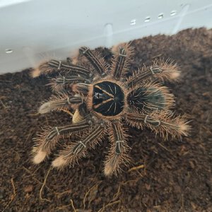 Theraphosa apophysis juvenile female